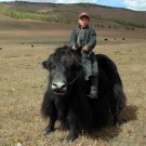 15. mongolia yak