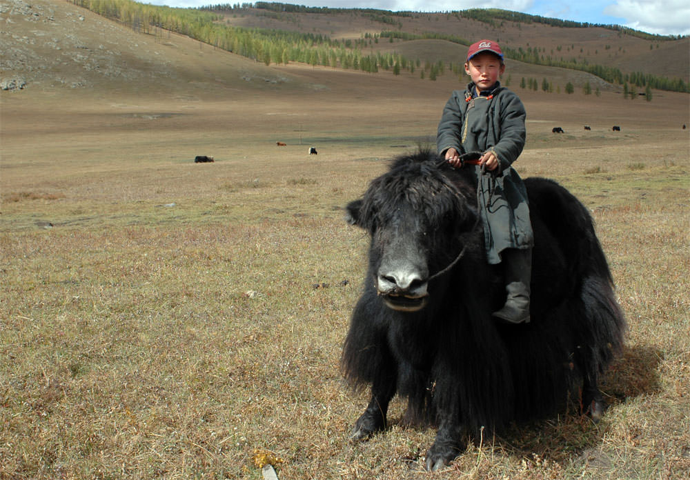 15. mongolia yak